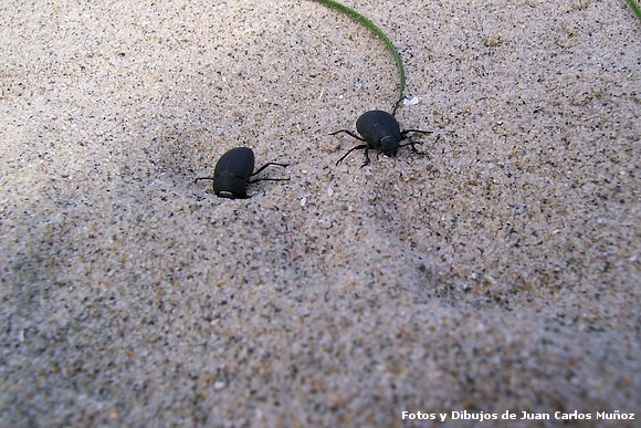 escarabajos de playa