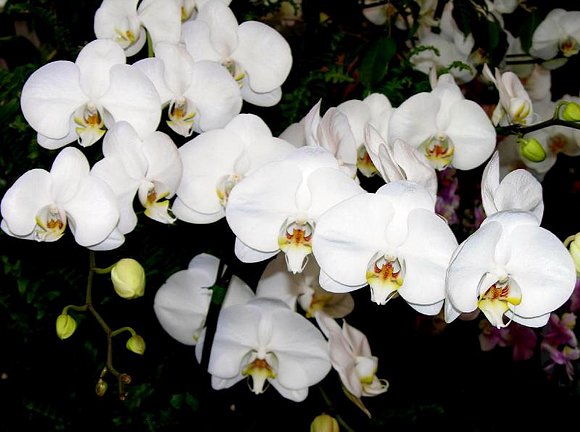 Orquidea blanca