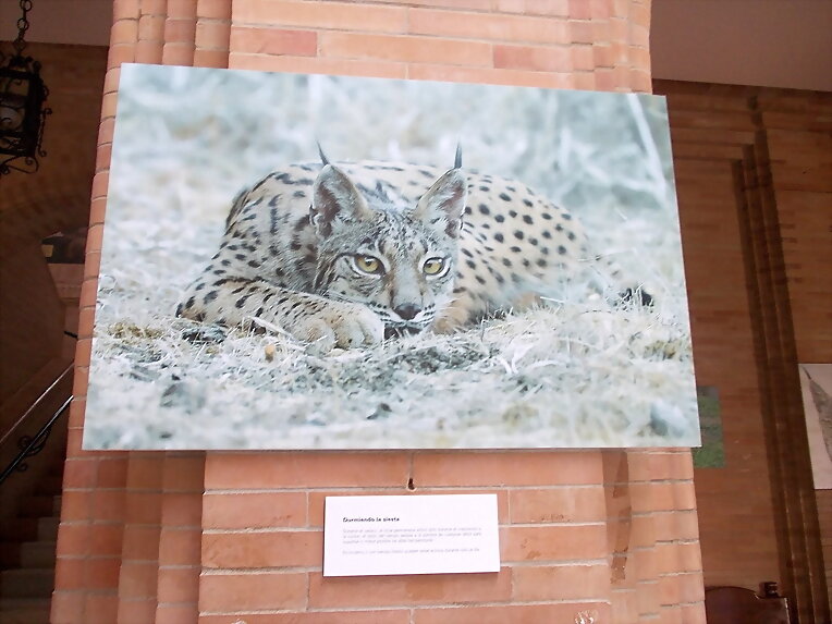 Expo Fotografías: "Tierra de linces" III