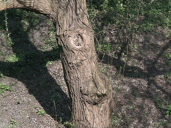La sonrisa del mi árbol