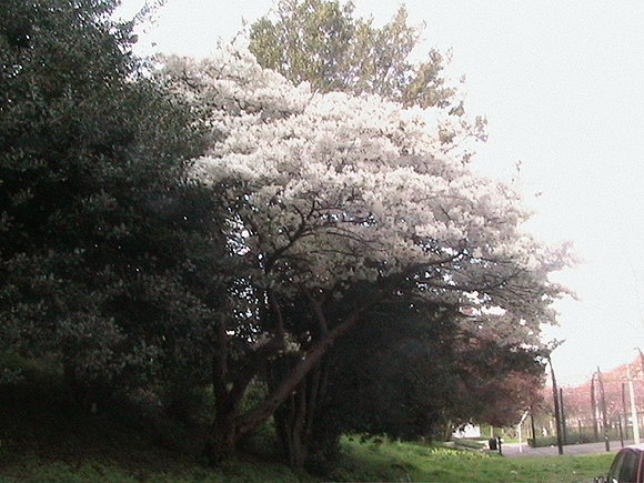 Arbol de flores blancas