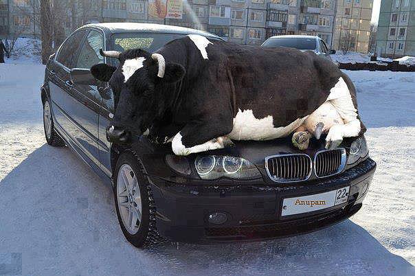 La vaca del coche