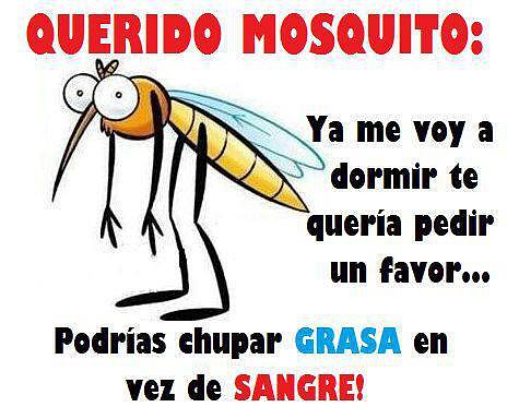Querido mosquito