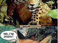 jaguar you
