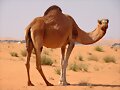 Los tres p&aacute;rpados del camello