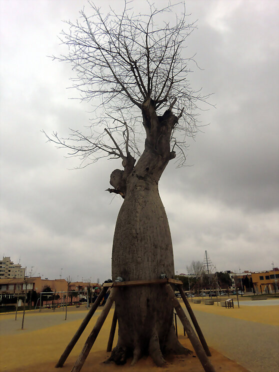 Palo Borracho