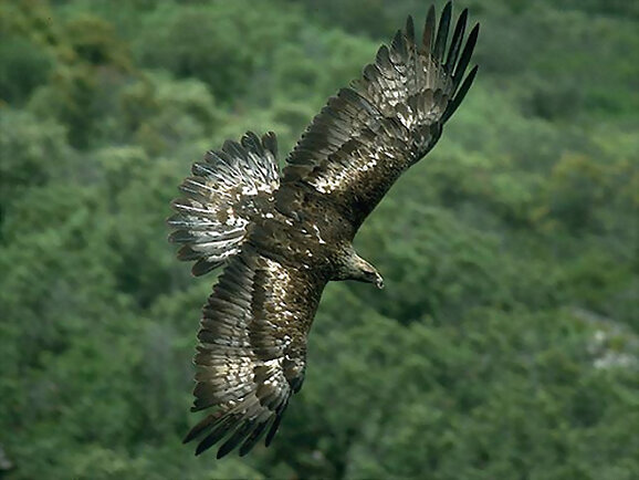El vuelo del águila