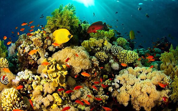 2018 Año Internacional de los Arrecifes