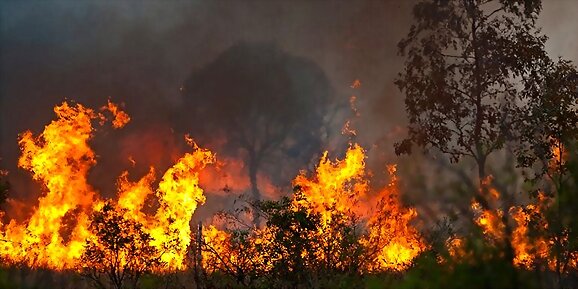 Los fuegos ponen en jaque la Amazonía