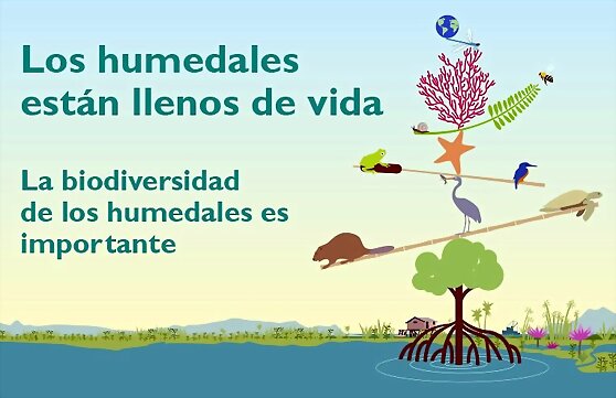 Los humedales
