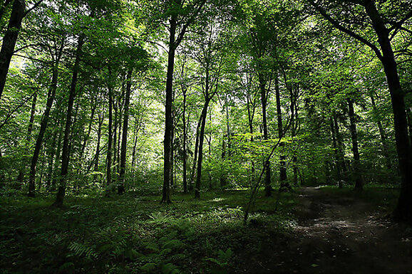 Bosque de Białowieża