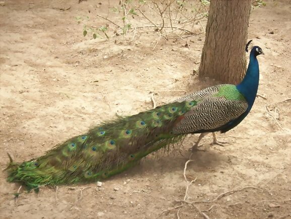 Pavo Real