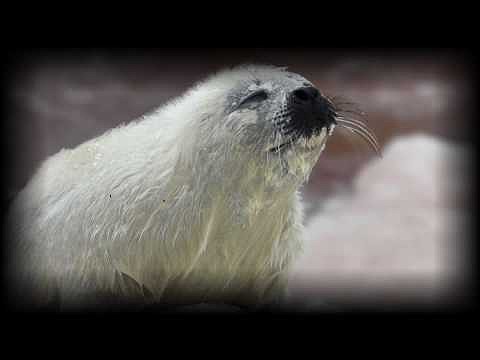 Deshielo en Terranova: La tragedia de las focas