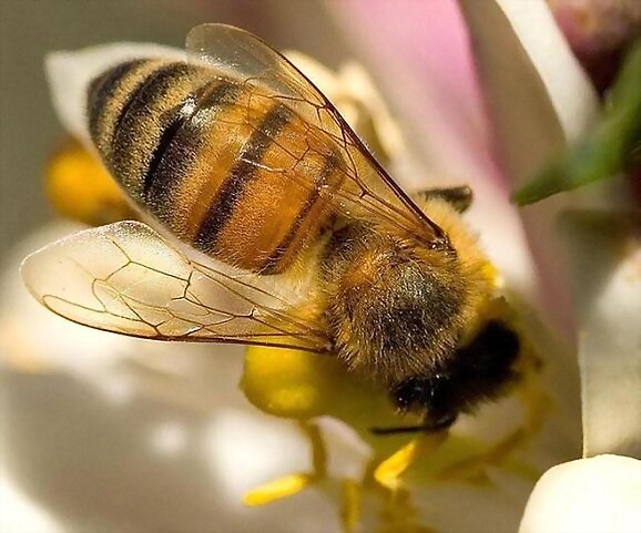 Salvemos las abejas