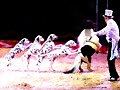 Dalmatin Circo Mundial en Sevilla