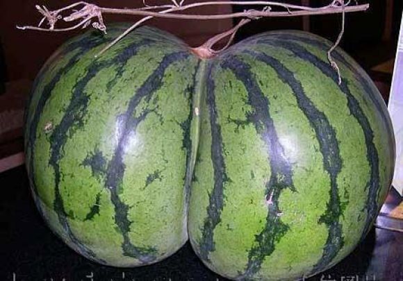 Buenos melones, aunque mejor sandías