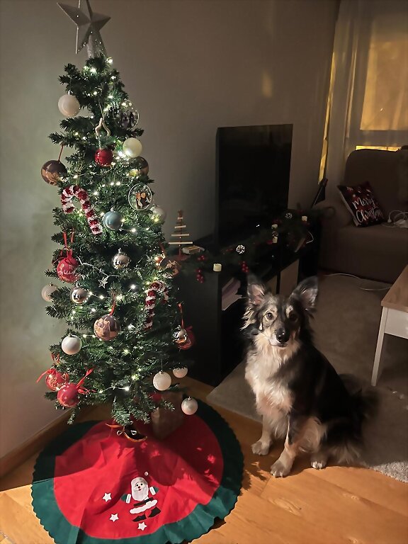 La Navidad está llegando!!!!!!!