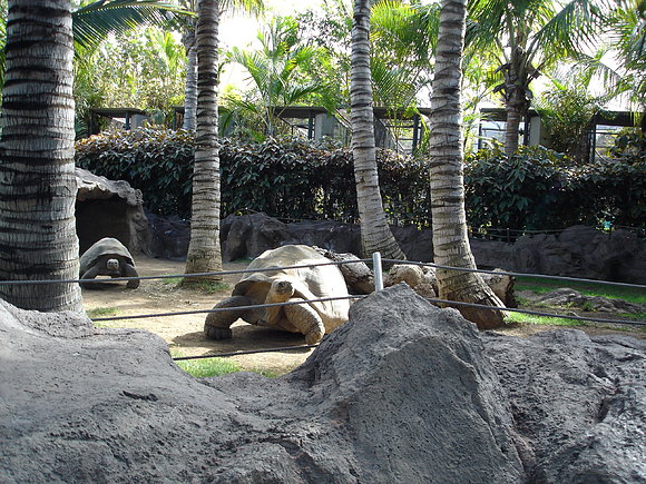ISLA DE TENERIFE