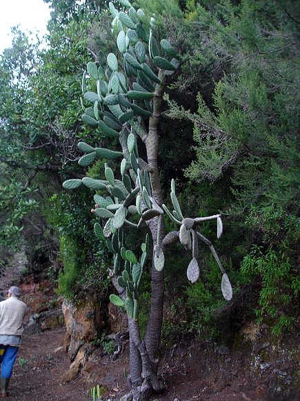 PUNTALLANA