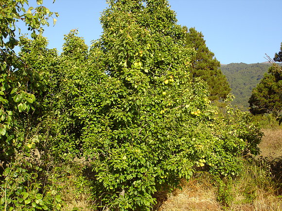 PUNTALLANA