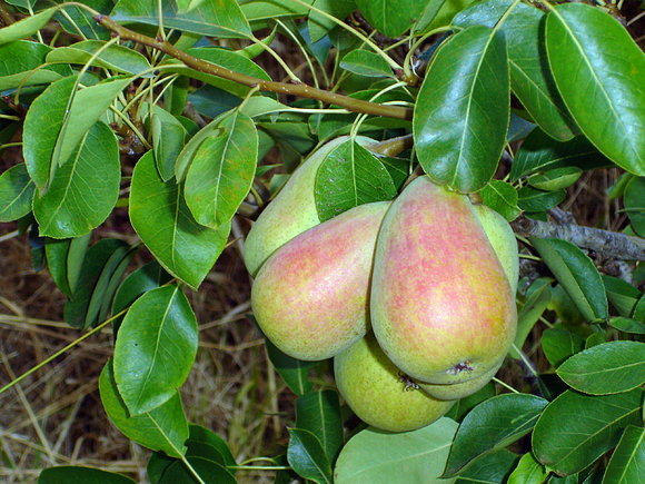 PUNTALLANA