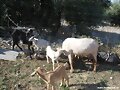 Feria de ganado