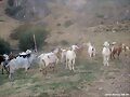 Feria de ganado