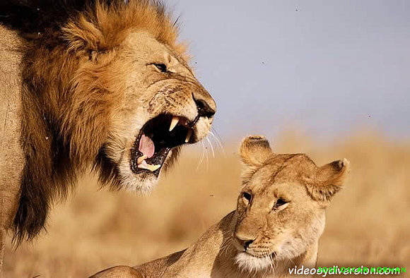 Leon gritandole a la leona!