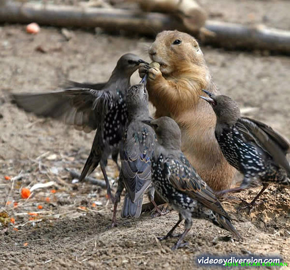 Ardilla y aves peleando por comida