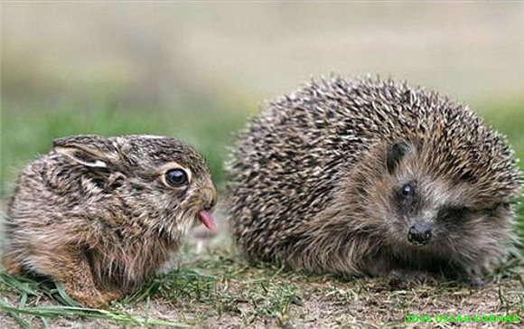 Hedgehog Doesn’t Trust Bunny