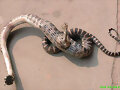 Una serpiente con una sola pata en China