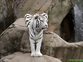 fotograf&iacute;as de tigres muy hermosos