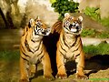 fotograf&iacute;as de tigres muy hermosos