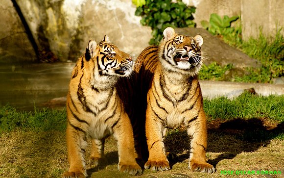 fotografías de tigres muy hermosos