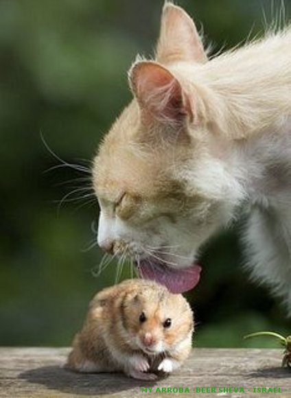 Una gata adopta a un ratón