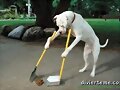 Perro muy limpio