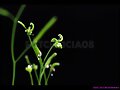 Silicuas de Arabidopsis
