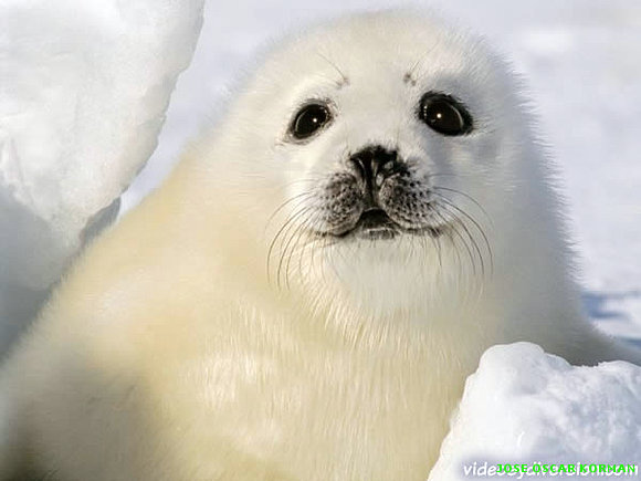 Las focas son animales realmente hermosos
