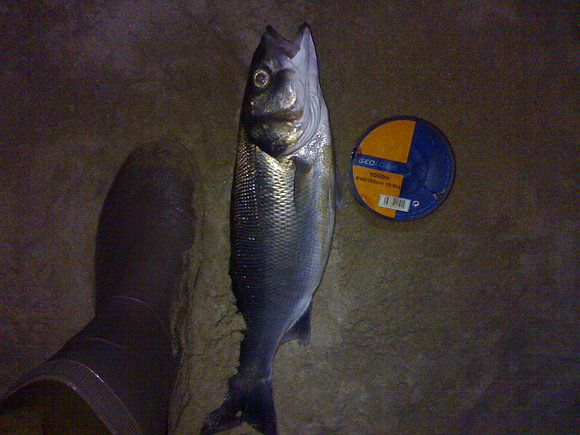 lubina pescada en san pedro de la ribera 11,8,2008