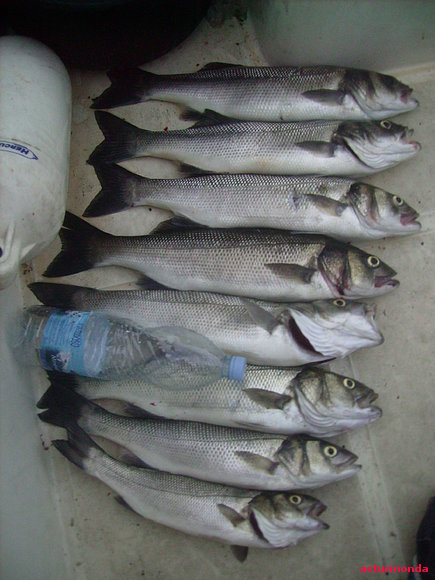 pescata de lubinas a espining en lancha 20,6,2010