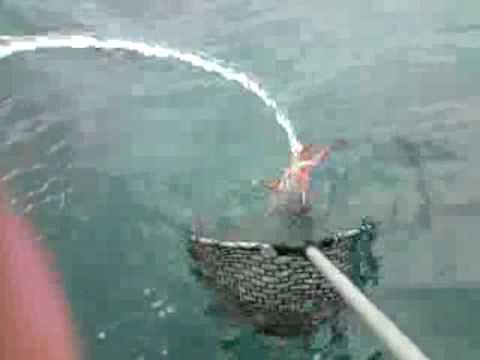 pescando calamares el 5,12,2010