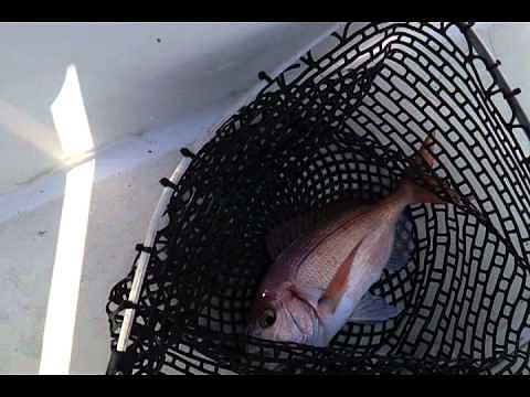 pescando con cebo desde lancha