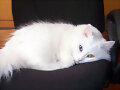Que lindo gatito!!!