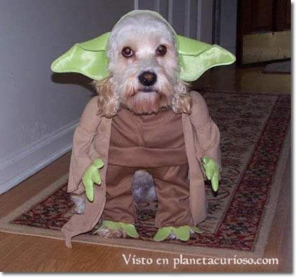 ~~Yoda cosplay~~