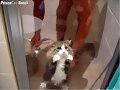 Prison cat