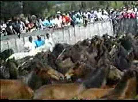 Rapa das Bestas Curro en Galicia Valga Baiona