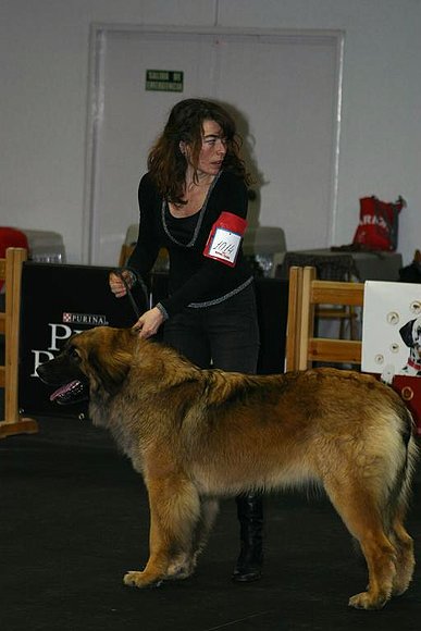 Dahlia, Excelente 1ª, CAC y CACIB