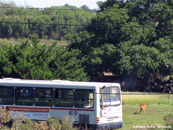 pasa el omnibus local
