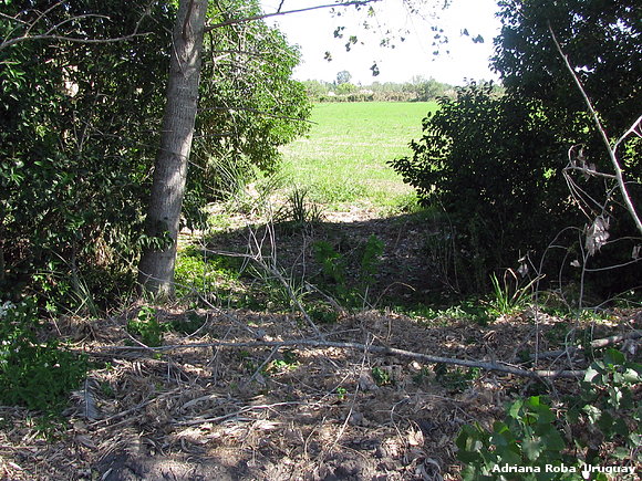 recorriendo el campo