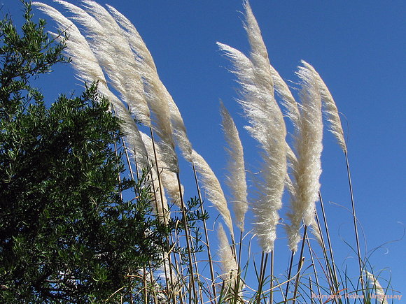 colas de zorro